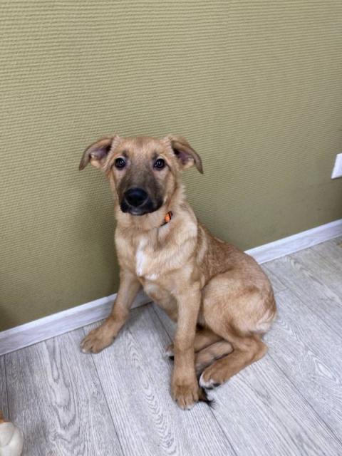 Плюша Щенятник